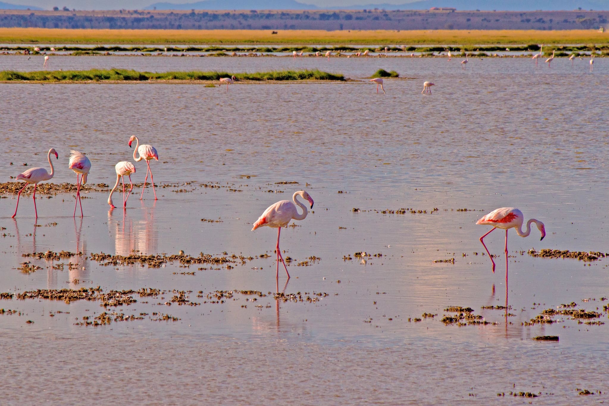 lesser-flamingo-in-lake-amboseli
