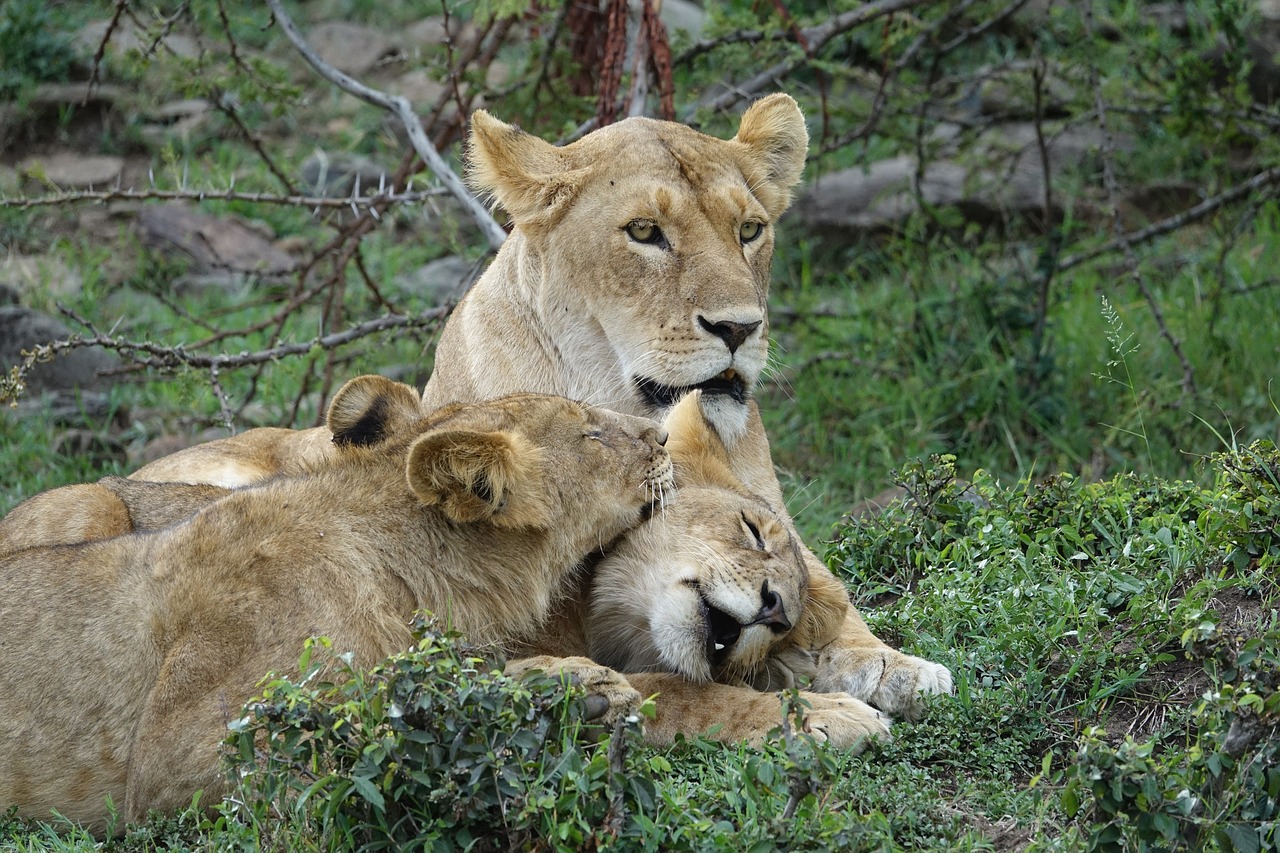 lion-3133758_1280