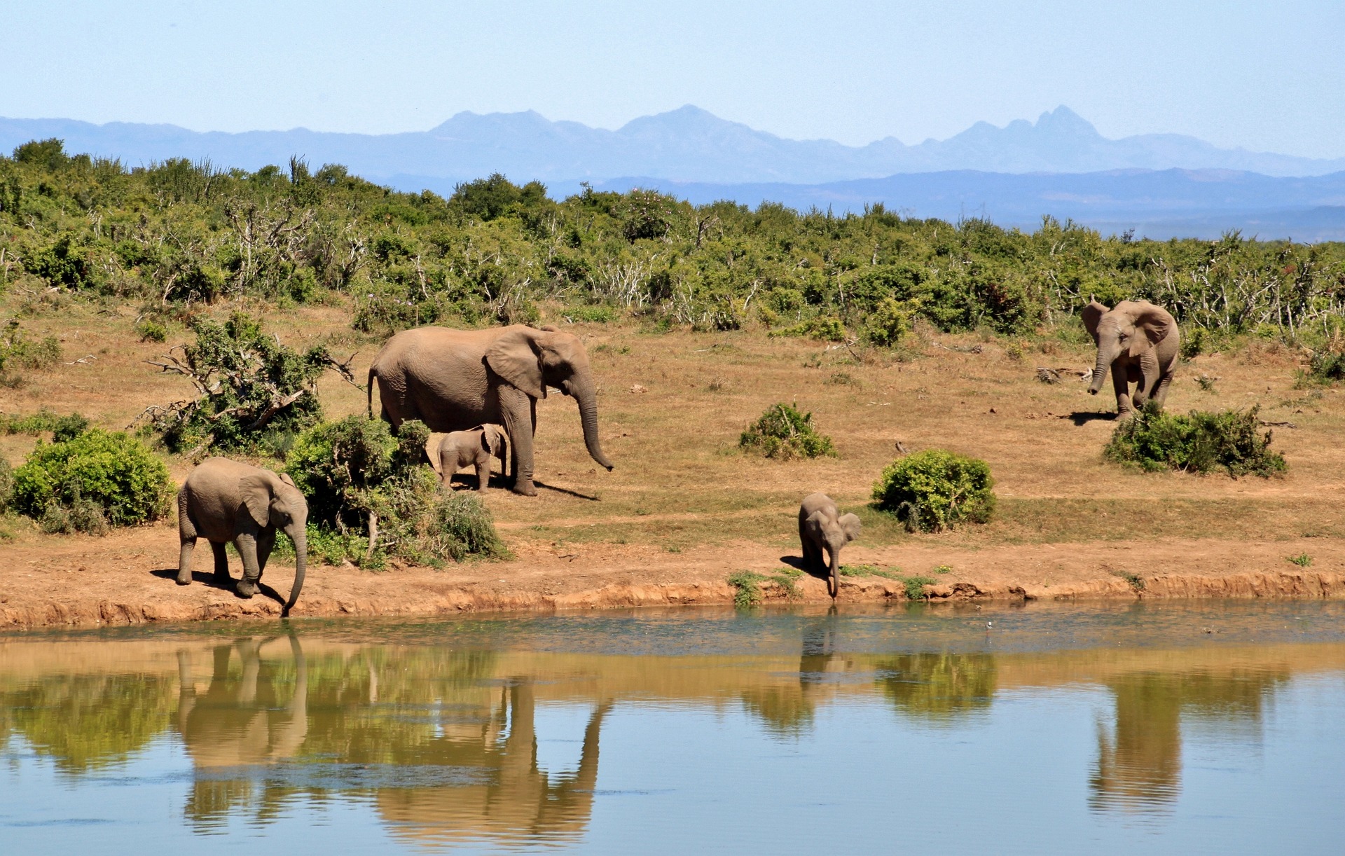elephants-427138_1920