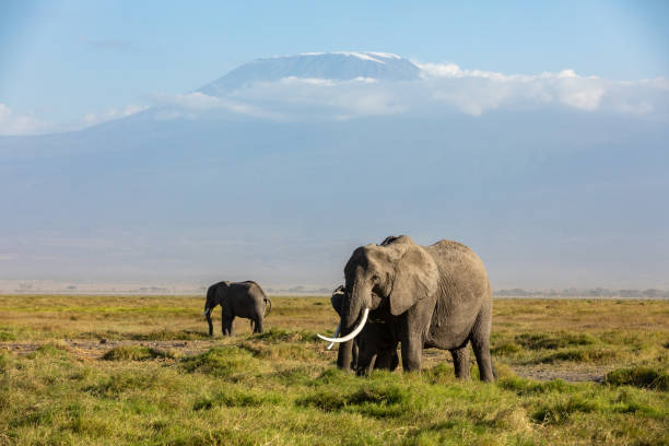 KENYA - AUGUST 16, 2018: Large elephants walking in front of Kilimanjaro in Amboseli National Park.