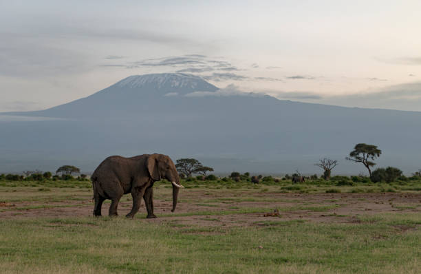 Elephant with a backdrop of Killimanjaro mountain at  Amboseli National Park, Kenya, Africa