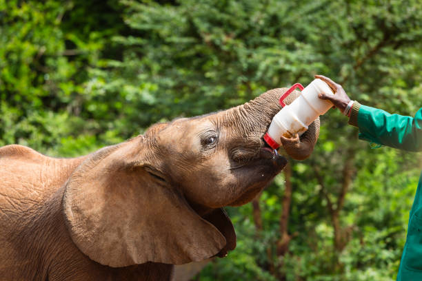 Feeding time for a baby elephant in the elephant orphange in Nairobi, Kenya