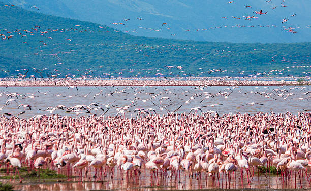 Big group flamingos on the lake. Kenya. Africa. Nakuru National Park. Lake Bogoria National Reserve. An excellent illustration.
