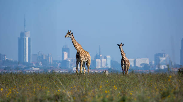 A Masai Giraffe (Giraffa camelopardalis tippelskirchii aka Kilimanjaro giraffe) and her calf in Nairobi National Park with the city in the background.